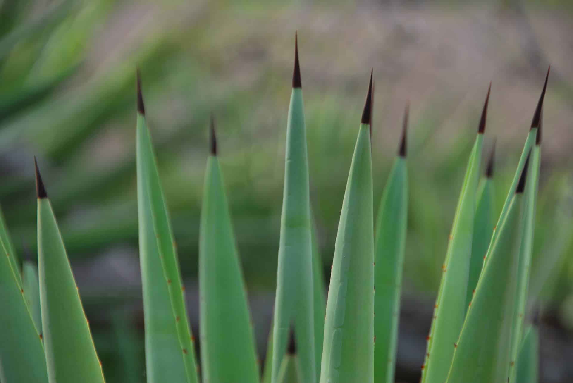 Sisal plant